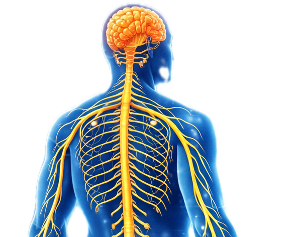 Ecografia del sistema nervoso periferico